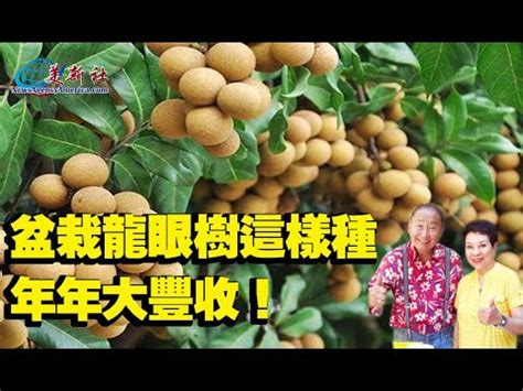 龍眼樹 風水|【龍眼樹風水】《龍眼樹風水指南：提升家居能量的秘密武器》